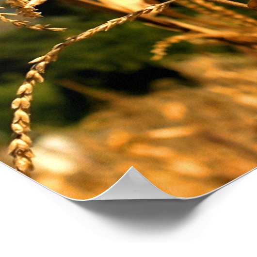 Oogsttijd Poster (Hoek)