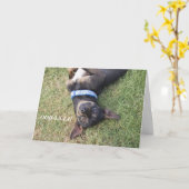 Ooh-la-la Chihuahua Verjaardag Kaart (Gele Bloem)