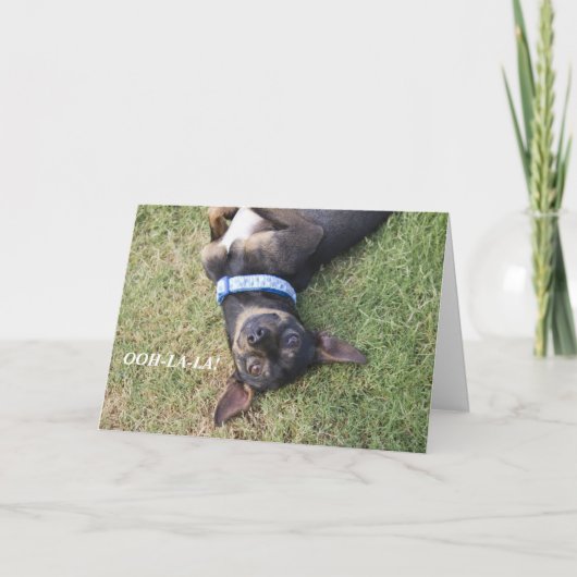 Ooh-la-la Chihuahua Verjaardag Kaart (Voorkant)