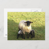 Ooien en lammeren briefkaart (Voorkant / Achterkant)