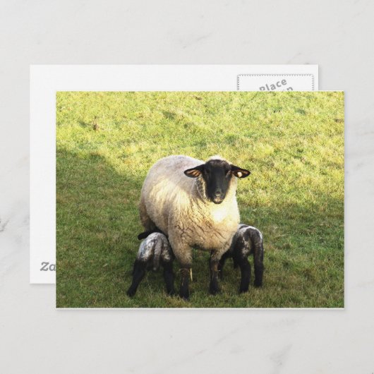 Ooien en lammeren briefkaart (Voorkant / Achterkant)