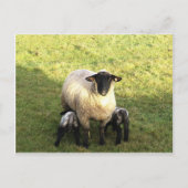 Ooien en lammeren briefkaart (Voorkant)