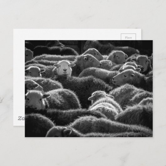 Ooien in zwart-wit briefkaart (Voorkant / Achterkant)