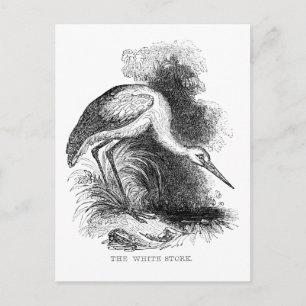 Ooievaar Vintage Vogel Wilde Natuur Tekening Briefkaart