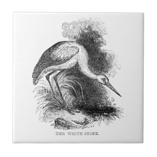 Ooievaar Vintage Vogel Wilde Natuur Tekening Tegeltje