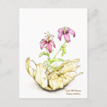 Ooievaarsbek wildbloem aquarel