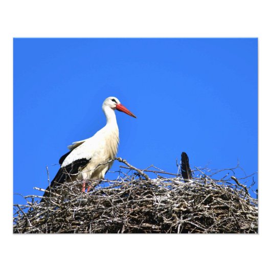 ooievaarsnest foto afdruk (Voorkant)