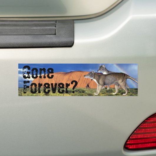 Ooit? Tasmaanse tijger-Bumpersticker Bumpersticker (Op auto)
