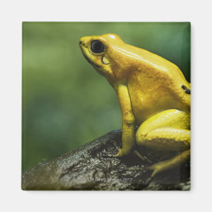 ook bekend als Golden Dart Frog; endemisch voor de Magneet