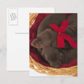 Ook Doberman Pincher. Middelgrote als huishond Briefkaart (Voorkant / Achterkant)