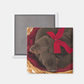 Ook Doberman Pincher. Middelgrote als huishond Magneet (Voorkant / Achterkant)