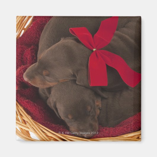 Ook Doberman Pincher. Middelgrote als huishond Magneet (Voorkant)