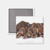 Ook Doberman Pincher. Middelgrote als huishond Magneet (Voorkant / Achterkant)