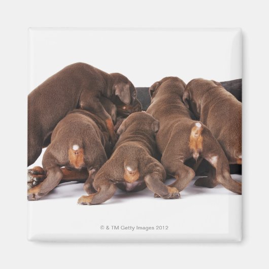 Ook Doberman Pincher. Middelgrote als huishond Magneet (Voorkant)