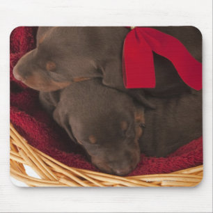 Ook Doberman Pincher. Middelgrote als huishond Muismat