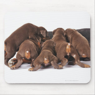 Ook Doberman Pincher. Middelgrote als huishond Muismat