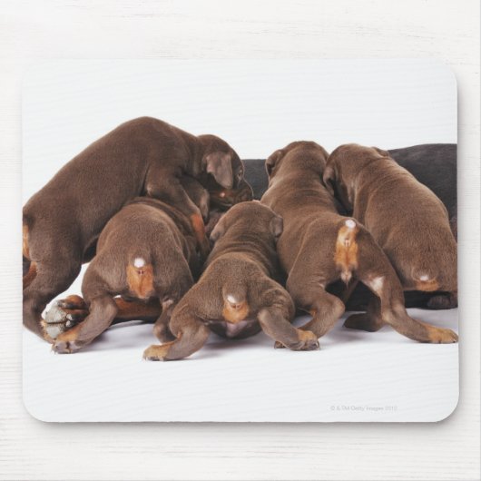 Ook Doberman Pincher. Middelgrote als huishond Muismat (Voorkant)