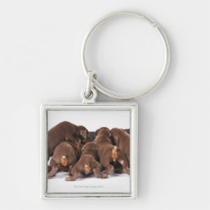 Ook Doberman Pincher. Middelgrote als huishond Sleutelhanger