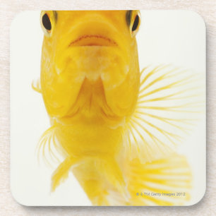 Ook gekend als komeet-staartgoudvis. Hardy Bier Onderzetter