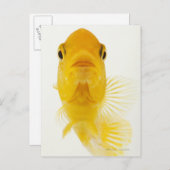 Ook gekend als komeet-staartgoudvis. Hardy Briefkaart (Voorkant / Achterkant)