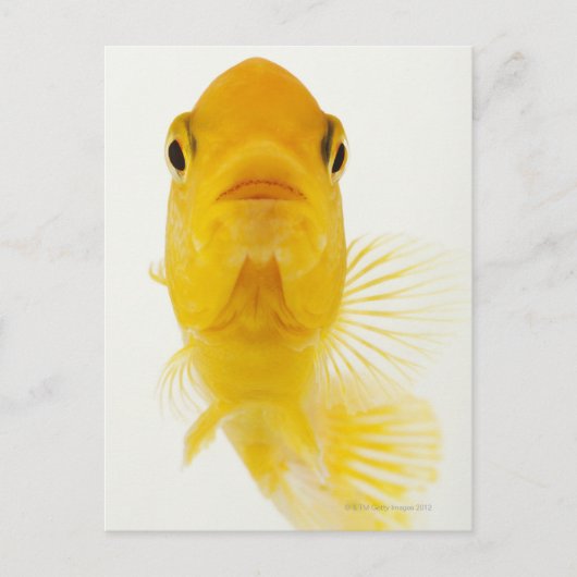 Ook gekend als komeet-staartgoudvis. Hardy Briefkaart (Voorkant)