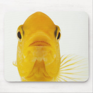 Ook gekend als komeet-staartgoudvis. Hardy Muismat