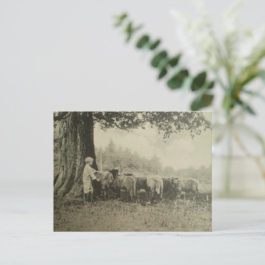 Oom Bart en de Schapen Briefkaart (Staand voorkant)