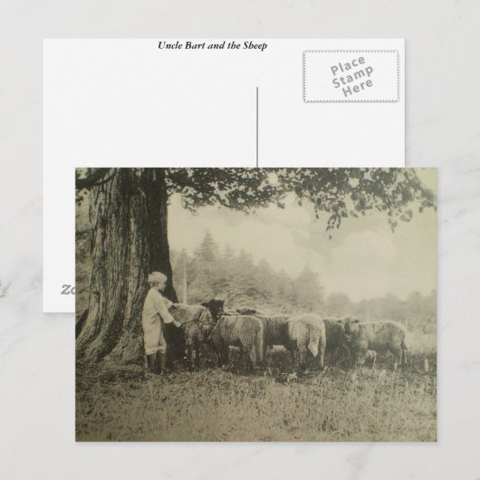 Oom Bart en de Schapen Briefkaart (Voorkant / Achterkant)