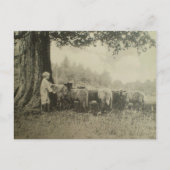 Oom Bart en de Schapen Briefkaart (Voorkant)