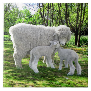 "Oona & haar tweeling" Tegeltje