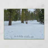 Oooh Tahoe Forest Briefkaart (Voorkant)