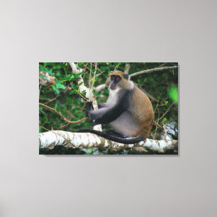 Oor getagde Samangoaap Canvas Afdruk