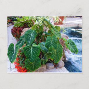 Oor van Olifant Container Planten Tuin Foto Briefkaart