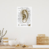Ooracupunctuur Auriculotherapie Poster (Keuken)