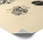  ooranatomie 1880 Afdruk Poster (Hoek)