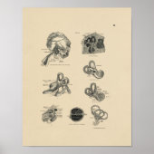  ooranatomie 1880 Afdruk Poster (Voorkant)