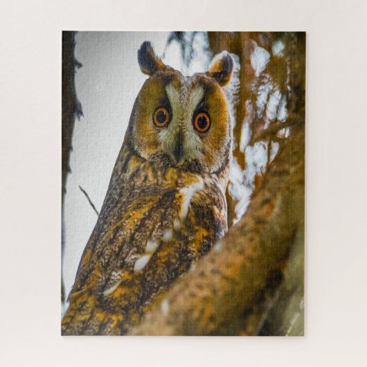 Oorlangoeruil- Roofvogels. Legpuzzel (Verticaal)