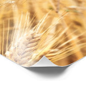 Oorlogen van gouden tarwe tegen tarweveld foto afdruk (Hoek)