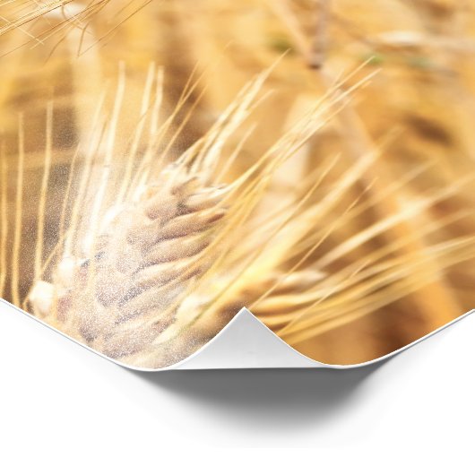 Oorlogen van gouden tarwe tegen tarweveld foto afdruk (Hoek)