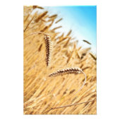 Oorlogen van gouden tarwe tegen tarweveld foto afdruk (Voorkant)