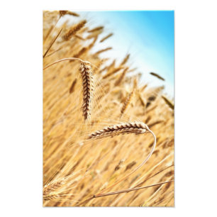 Oorlogen van gouden tarwe tegen tarweveld foto afdruk