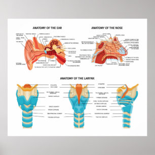 Oorneusanatomie Poster