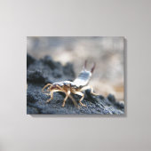 oorpruik, dermaptera canvas afdruk (Voorkant)