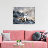 oorpruik, dermaptera canvas afdruk (Insitu (Woonkamer))