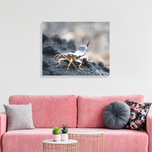 oorpruik, dermaptera canvas afdruk (Insitu (Woonkamer))