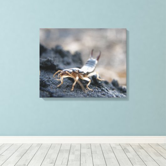 oorpruik, dermaptera canvas afdruk (Insitu (Houten vloer))