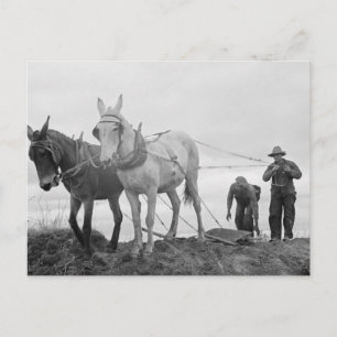 Oorspronkelijk biologisch tuinbouwwerk, oud Boerde Briefkaart