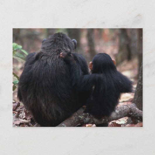 Oost-Afrika, Tanzania Briefkaart (Voorkant)
