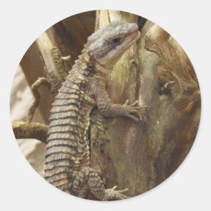 Oost-Afrikaans Spiny Tailed Tropical Girdled Lizar Ronde Sticker