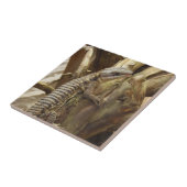 Oost-Afrikaans Spiny Tailed Tropical Girdled Lizar Tegeltje (Zijkant)